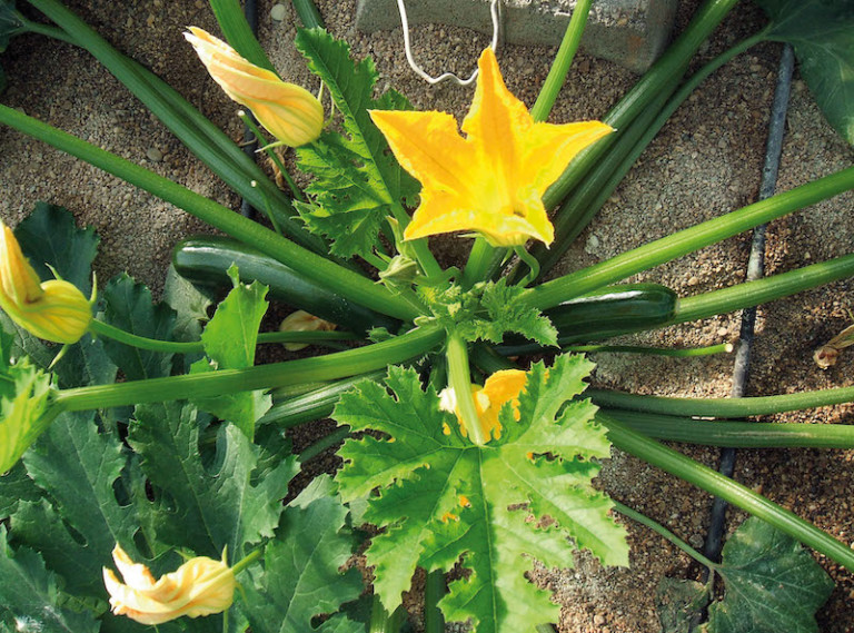 Centauro calabacín Gautier