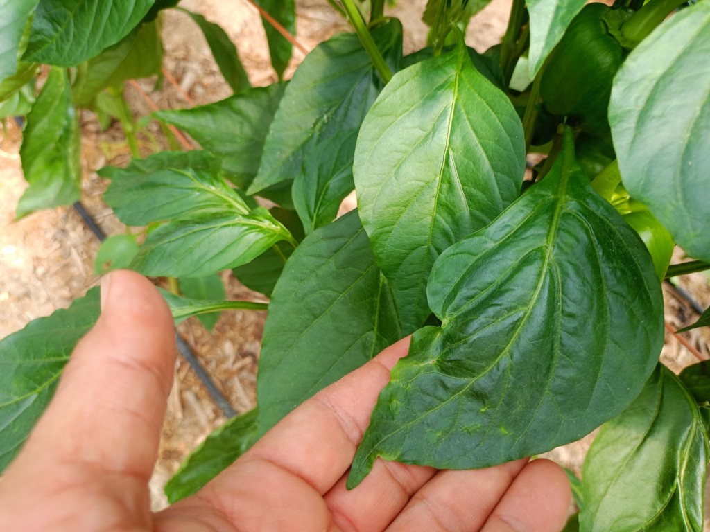 Massó Agro parvispinus