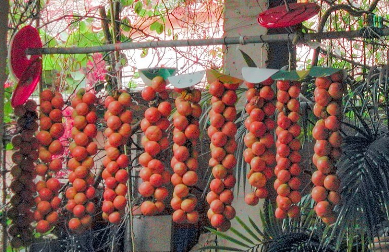 Agromallorca tomate ramellet