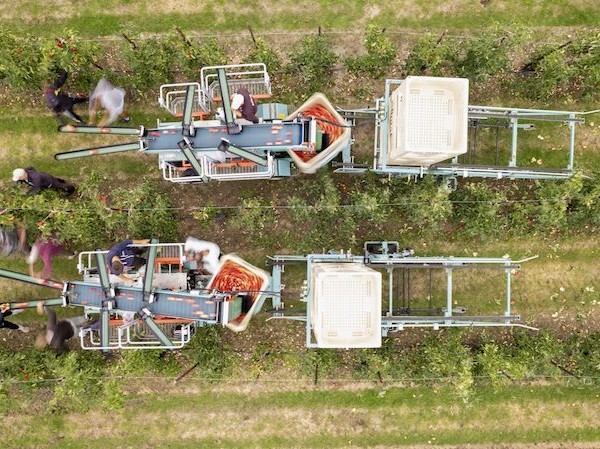 productores manzanas