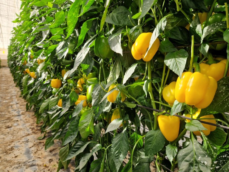 voltio gasol semillas fitó