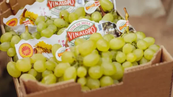 uva del Vinalopó