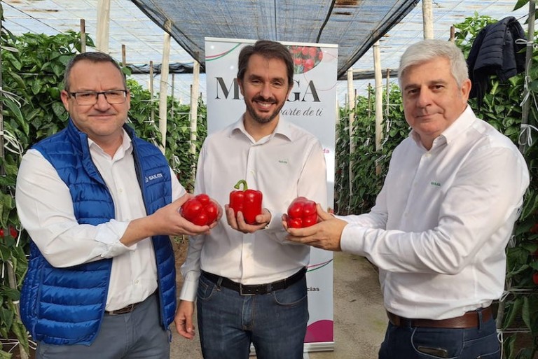 Matga california Sakata