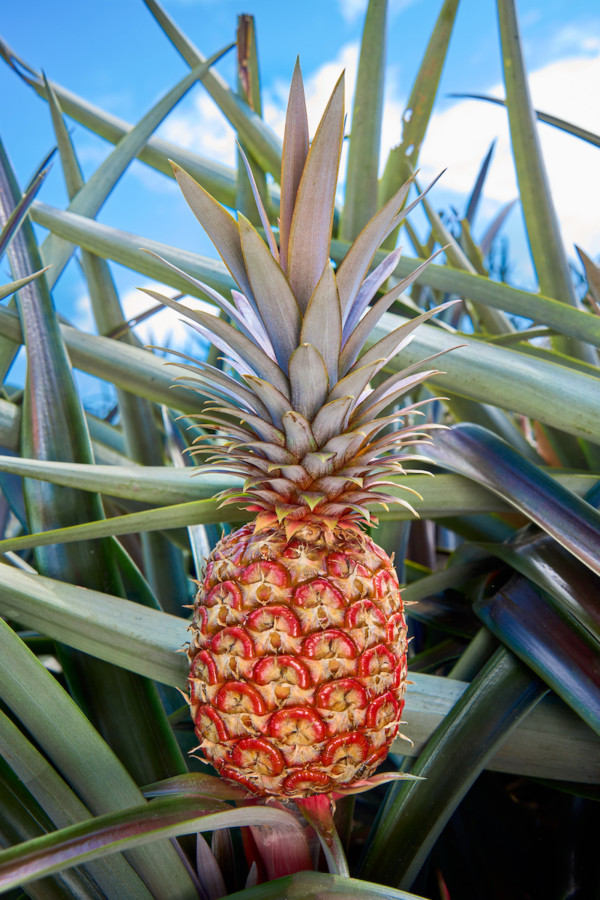 Del Monte piña roja