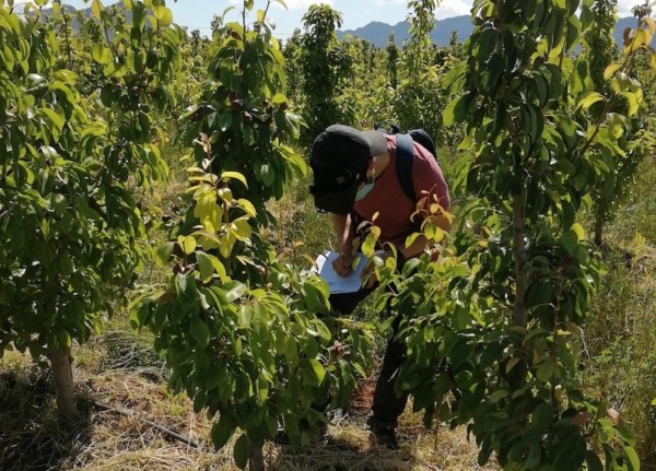 peras promos Alemania