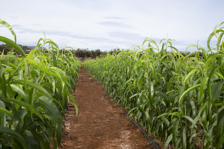 Hernandorena raíz desnuda