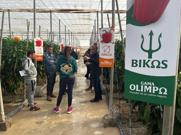 gama OlimpΩ Nunhems