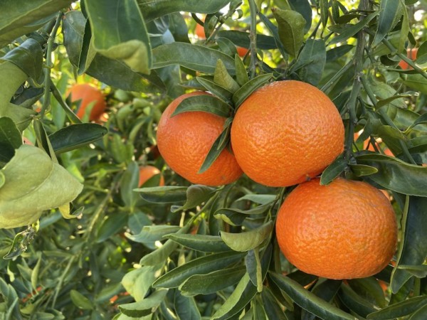 Leanri mandarina