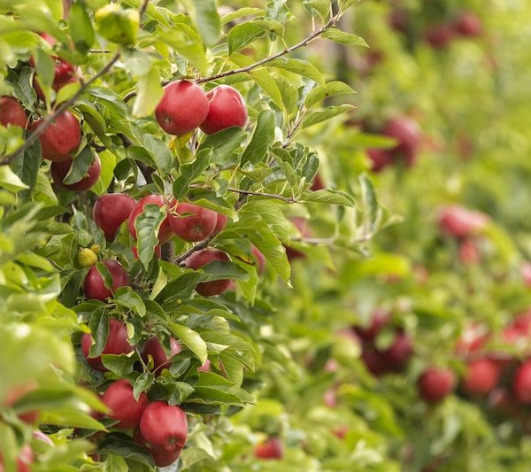 cosecha pera manzana