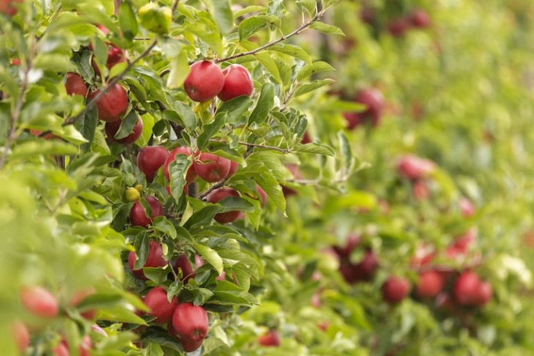 cosecha pera manzana