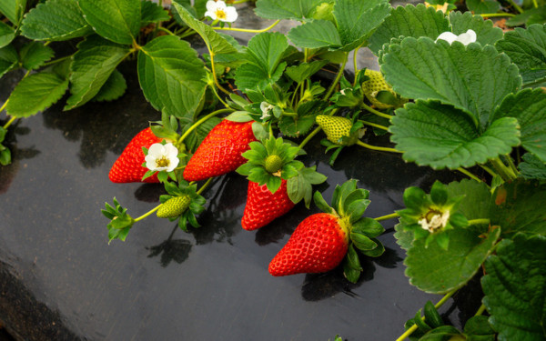 Nova Siri fresa Huelva