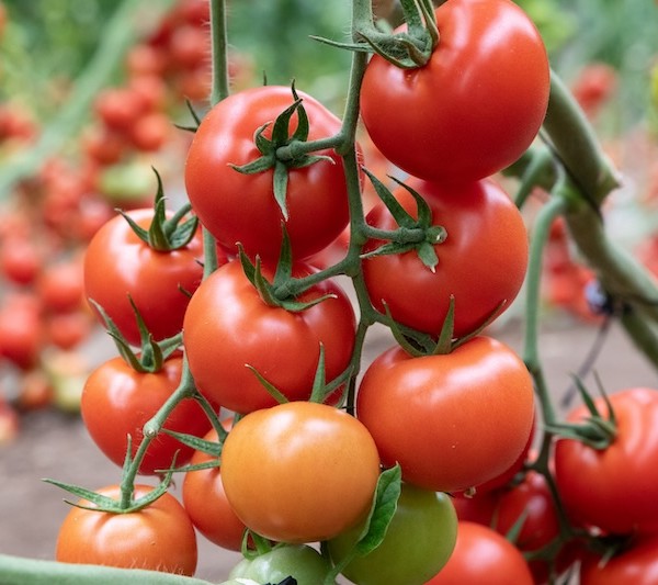 tomate sequía