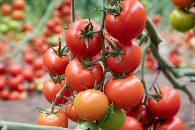 tomate sequía