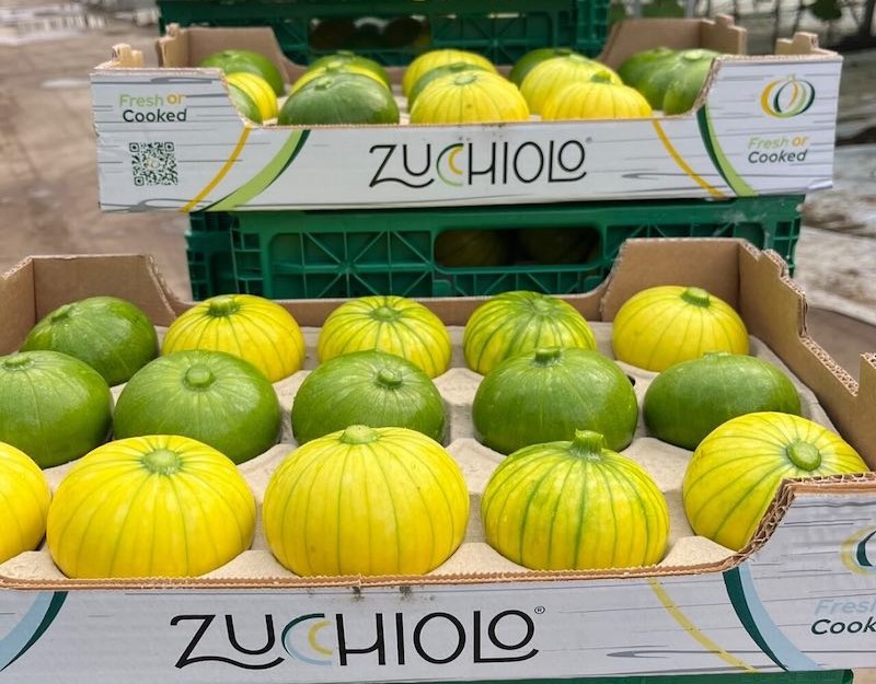 Zucchiolo FLIA