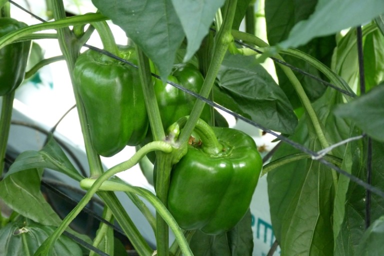 hortalizas Andalucía