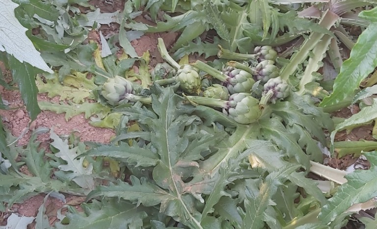 alcachofa Vega Baja