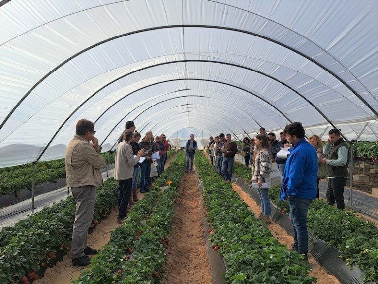 Ifapa proyectos frutos rojos