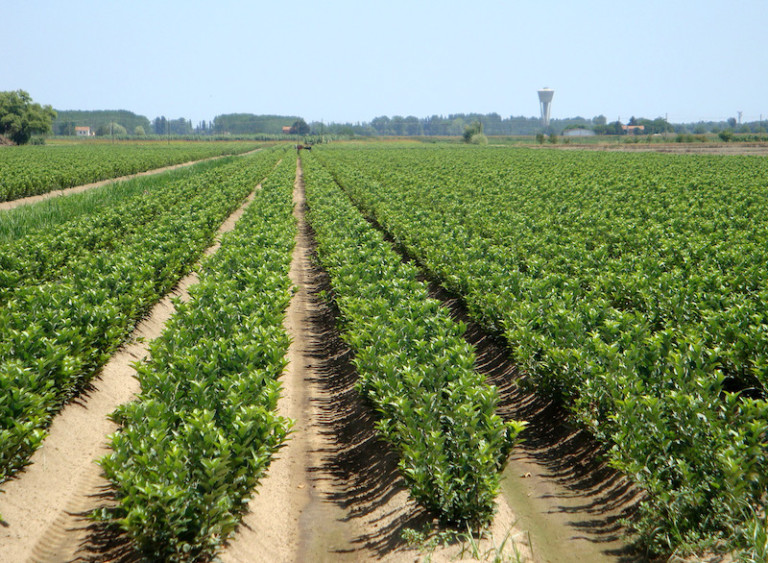 portainjertos Macfrut