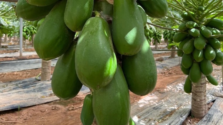 papaya CapGen Seeds