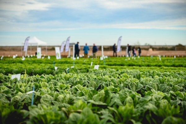 Enza Zaden cultivos hoja