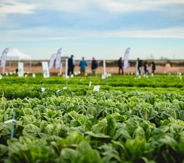 Enza Zaden cultivos hoja