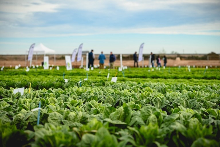 Enza Zaden cultivos hoja