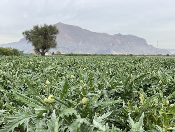 Agroseguro cultivos herbáceos