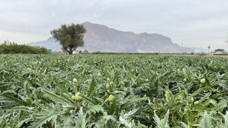 Agroseguro cultivos herbáceos