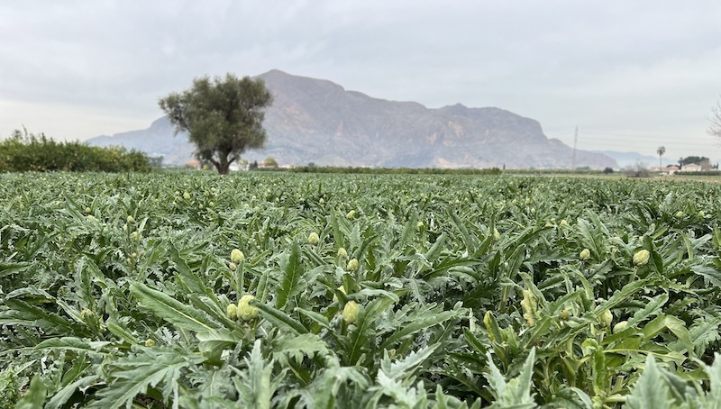 Agroseguro cultivos herbáceos