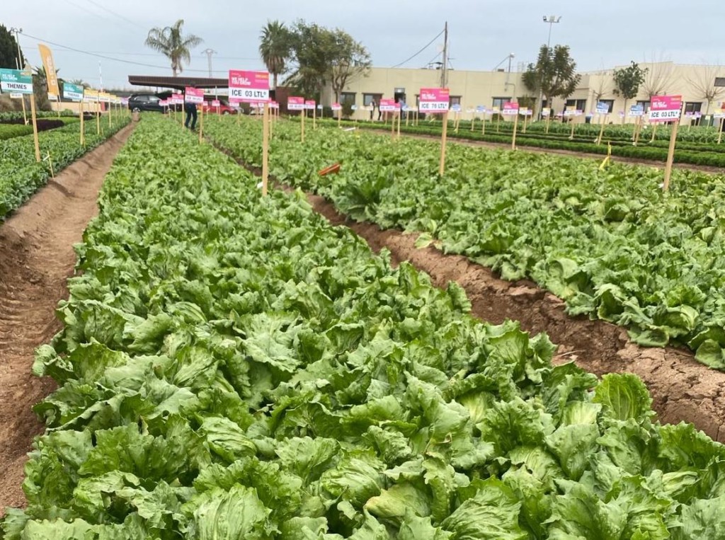 exportaciones lechuga