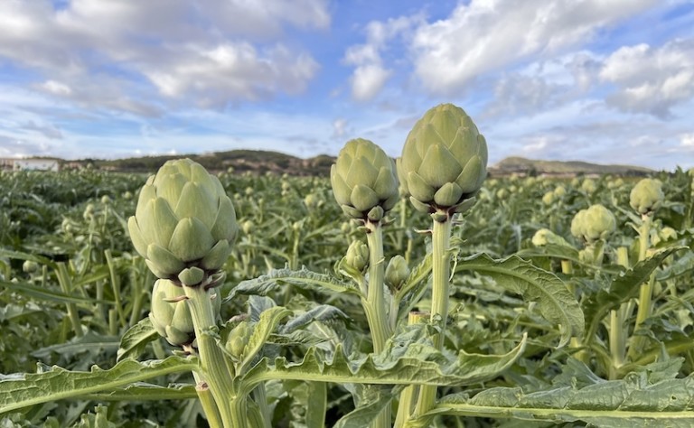 antioxidantes alcachofa