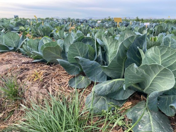 Bejo Agricultura Regenerativa