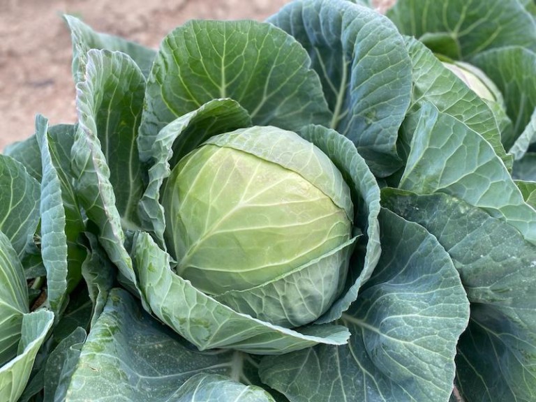 Schleswig-Holstein superficie bio