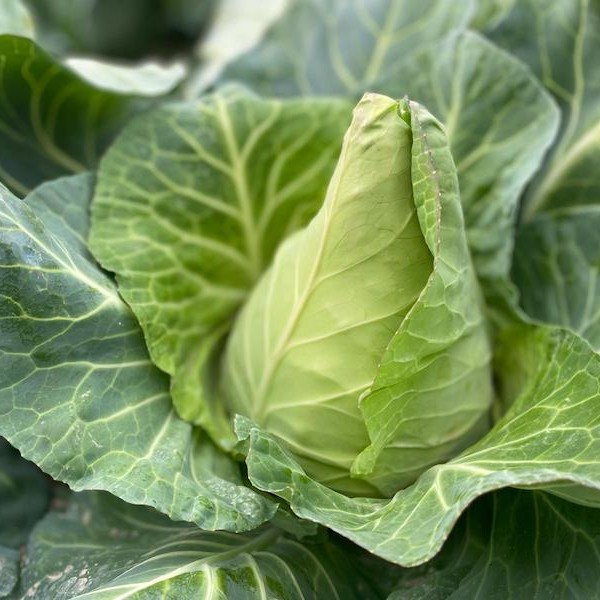 Schleswig-Holstein superficie bio