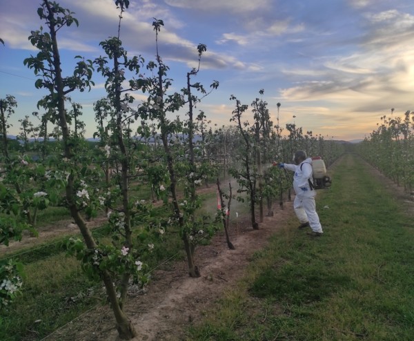 biopesticida fuego bacteriano