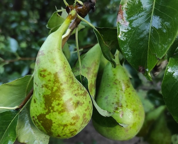 fuego bacteriano frutales