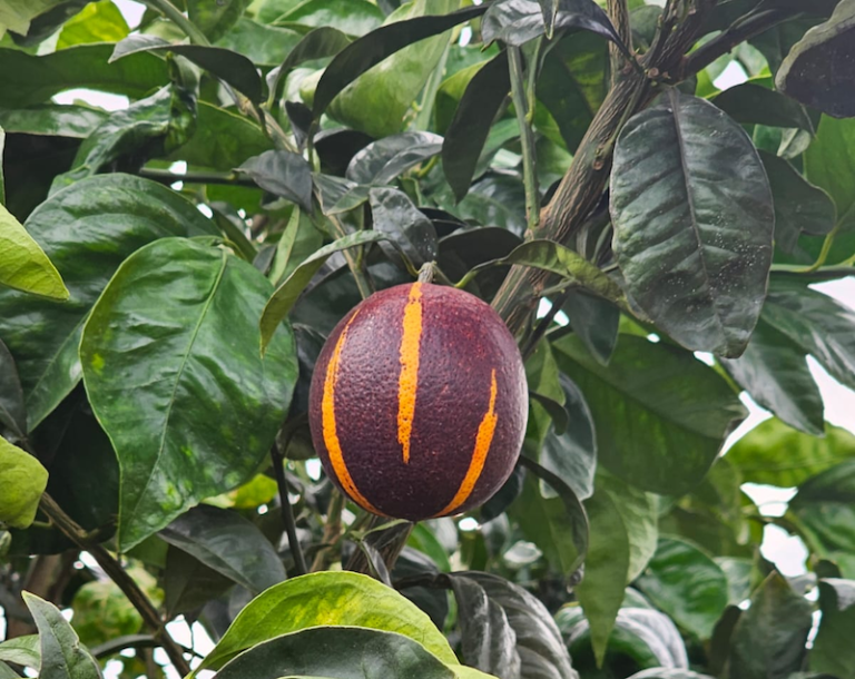 Genesis cítricos ONIX