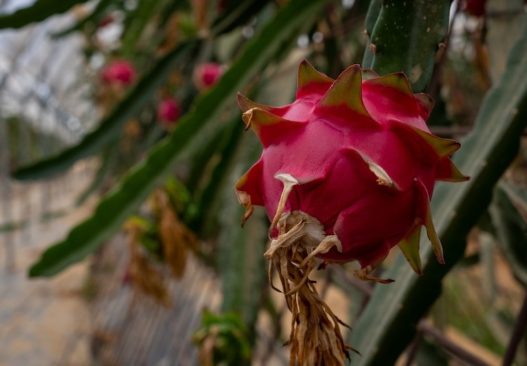 pitaya Huelva