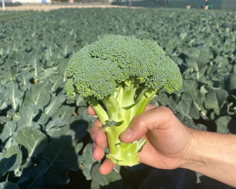 brócoli cambio climático