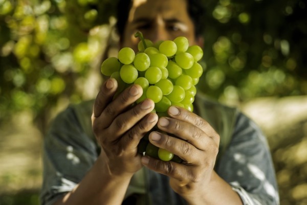 uva de mesa Alemania