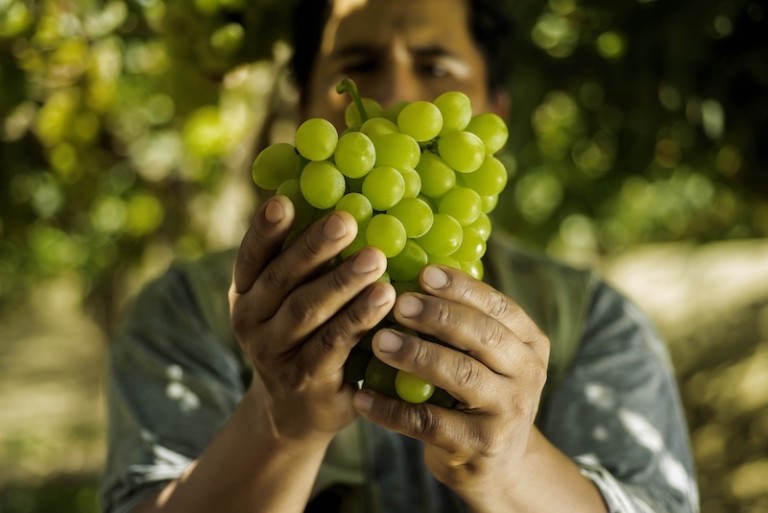 uva de mesa Alemania