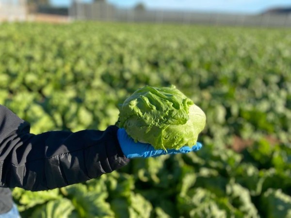 exportaciones lechuga
