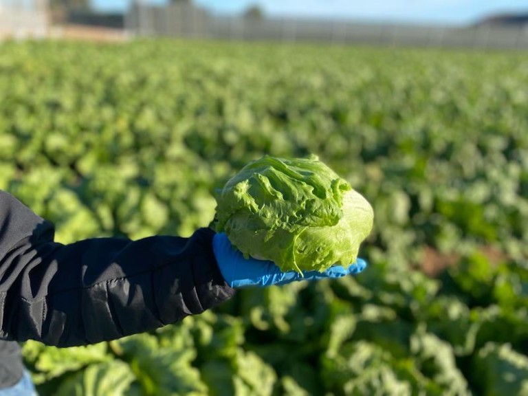 exportaciones lechuga