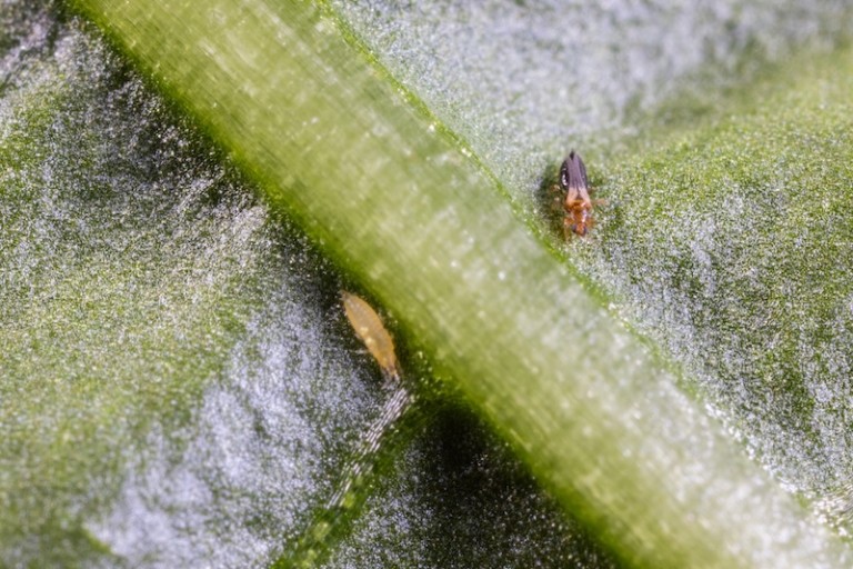 parvispinus Almería