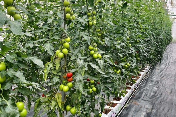 Climate Farm Demo agua