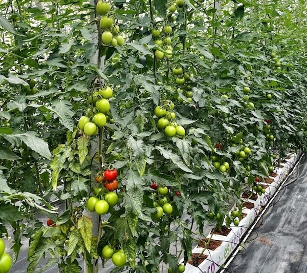 Climate Farm Demo agua