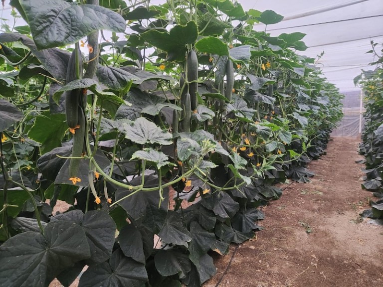 programas operativos