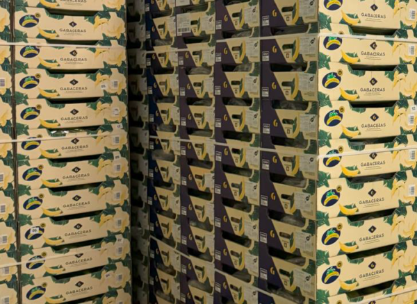 Europlátano Polonia