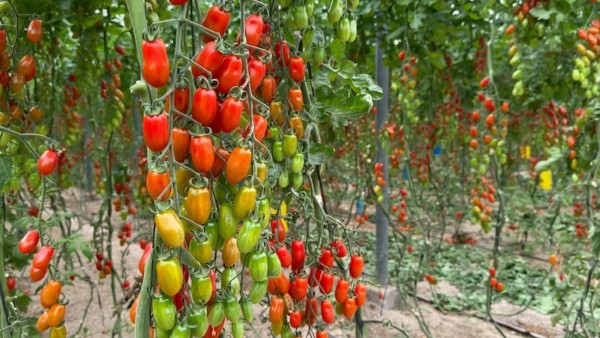 Gavilán cherry pera rugoso