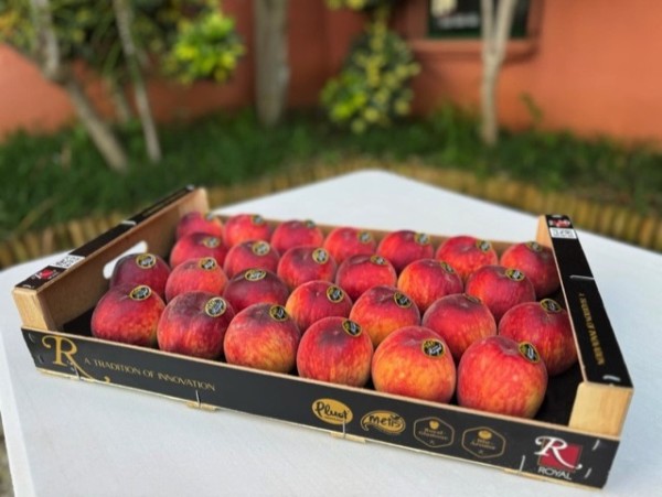 Royal fruta de hueso